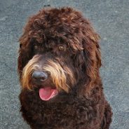 Krakajak Willow – Medium – NOW RETIRED