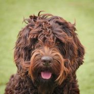 Krakajak Gidget – Medium – RETIRED