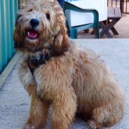 KrakaJak Scouts Honour – miniature – Australian Labradoodle